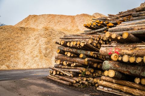 Bergeweise Holzschnitzel hinter Baumstämmen