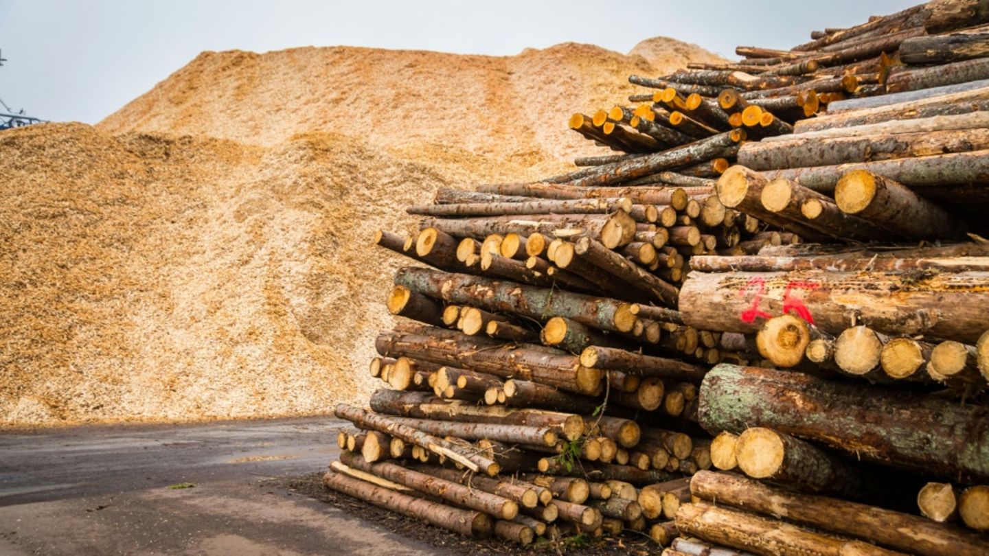 Bergeweise Holzschnitzel hinter Baumstämmen