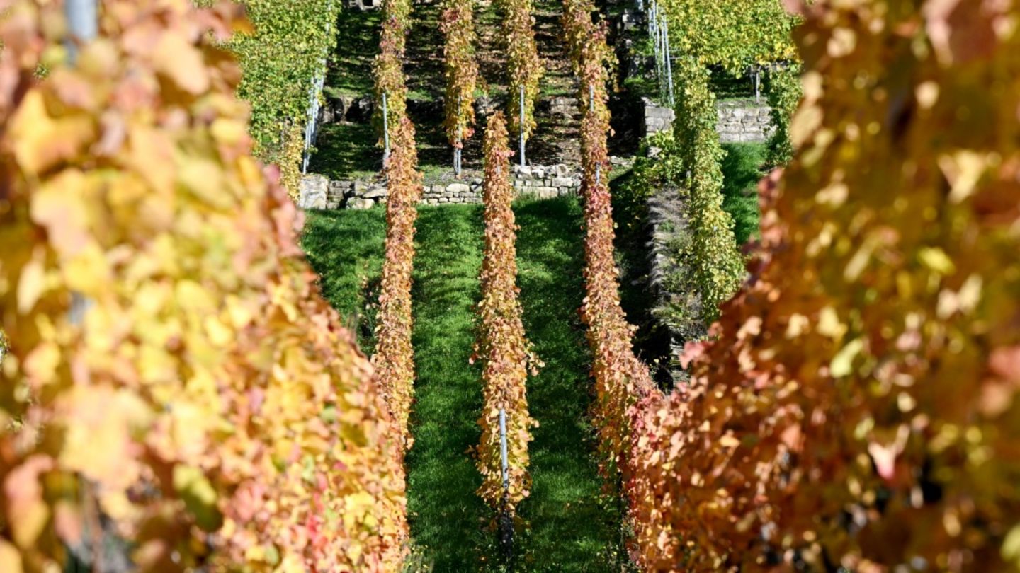 Weinberge, hier in Mundelsheim