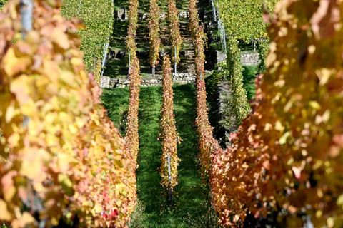 Weinberge, hier in Mundelsheim