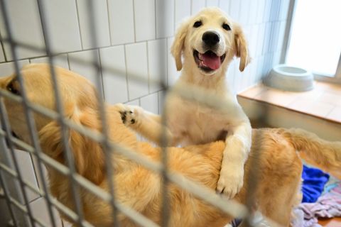 Rund um Weihnachten wird die Tiervermittlung im Tierheim Berlin in der Regel eingestellt. Foto: Sebastian Christoph Gollnow/dpa