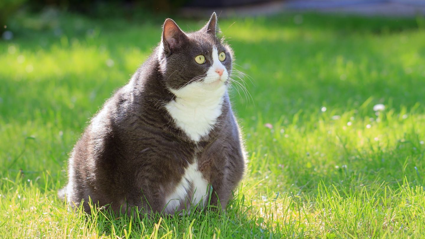 Auch bei Katzen sollen Medikamente gegen Diabetes Übergewicht reduzieren können.