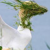 Ein Basstölpel, er hat eine Handvoll Grass auf dem Kopf