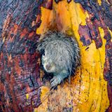 Eichhörnchenmutter, die aus ihrem Bau schaut, ihr buschiger Schwanz sieht wie eine Frisur aus