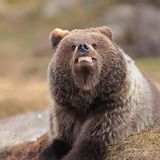 EIn junger Braunbär, der die Zähne fletscht, doch es sieht wie ein Lächeln aus