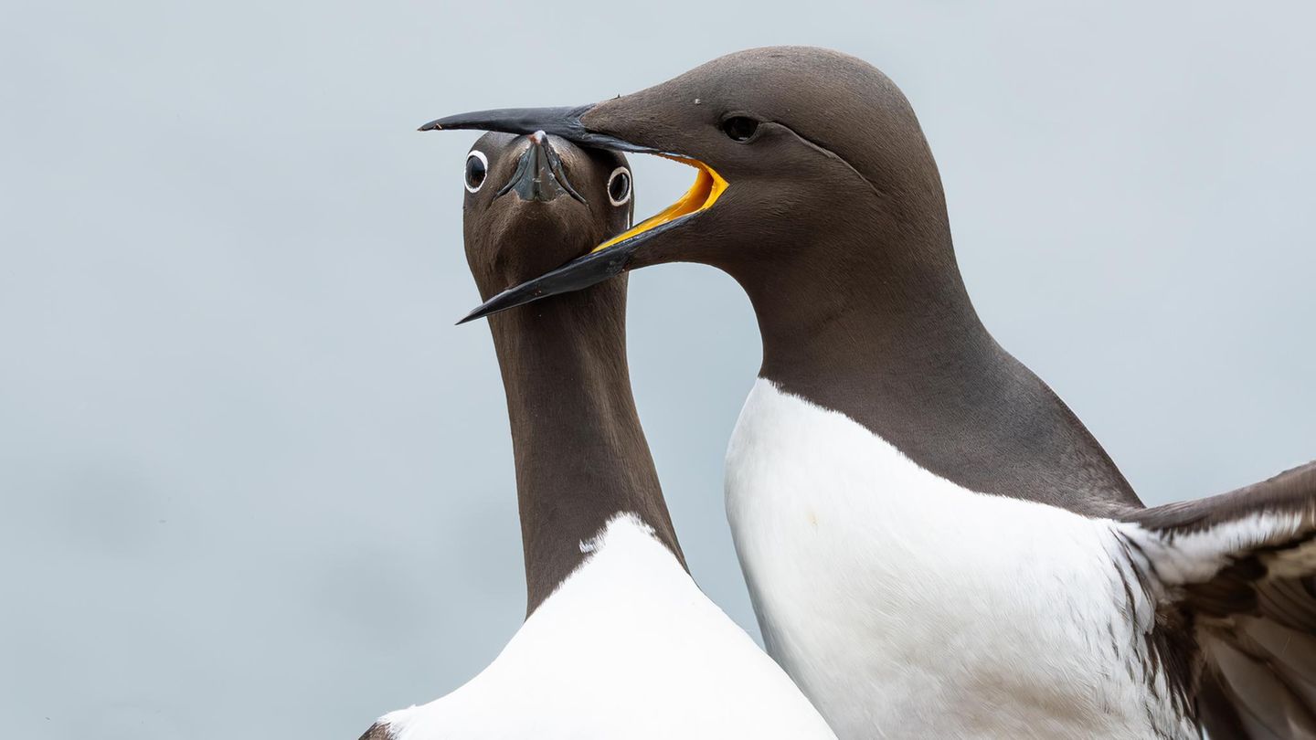 Auf einem engen Felssims geraten zwei brütende Seevögel aneinander, der eine beißt in den Kopf des anderen