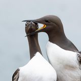 Auf einem engen Felssims geraten zwei brütende Seevögel aneinander, der eine beißt in den Kopf des anderen