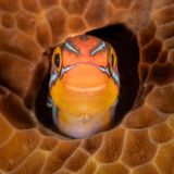 Ein Blaustreifen-Säbelzahn-Schleimfisch in seinem Versteck in einer Koralle