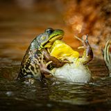 Ringkampf der Schreifrösche, der eine Frosch drückt den anderen unter Wasser