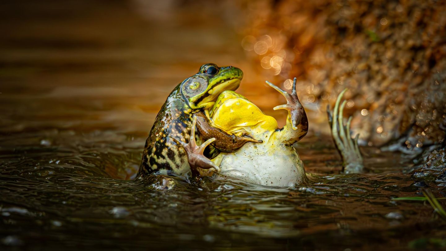 Ringkampf der Schreifrösche, der eine Frosch drückt den anderen unter Wasser