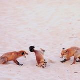 Drei junge Rotfüchse am Strand, sie spielen