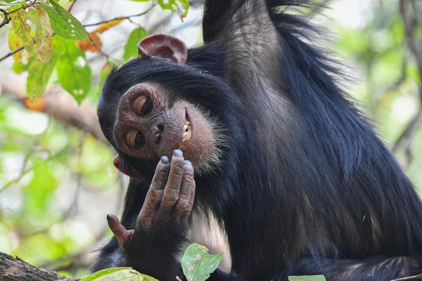Eine junge Schimpansen-Dame im Gombe-Nationalpark, sie lächelt