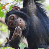 Eine junge Schimpansen-Dame im Gombe-Nationalpark, sie lächelt