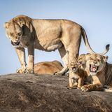 Eine Löwenmütter und ihr Nachwuchs, alle sehen aus, als würden sie gleichzeitig brüllen