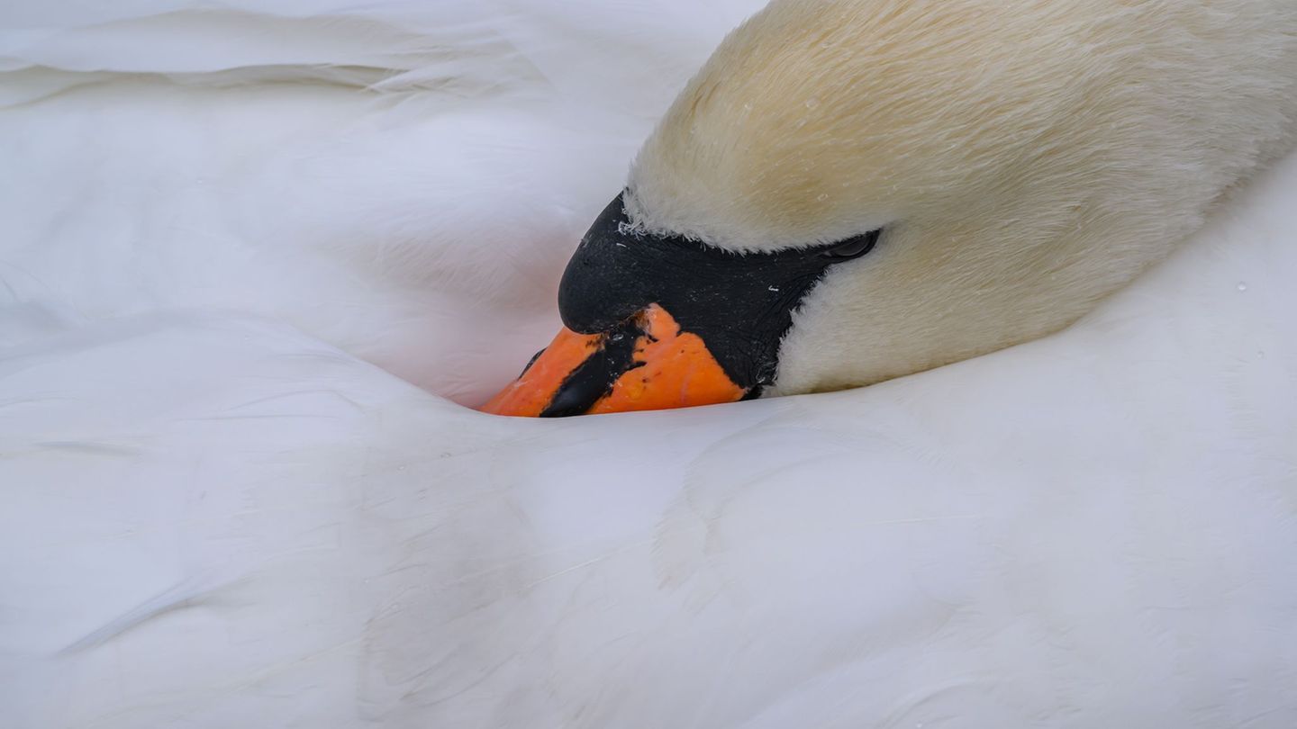 Hinweise auf einen Tierangriff gibt es laut Polizei nicht. (Symbolbild) Foto: Patrick Pleul/dpa/ZB