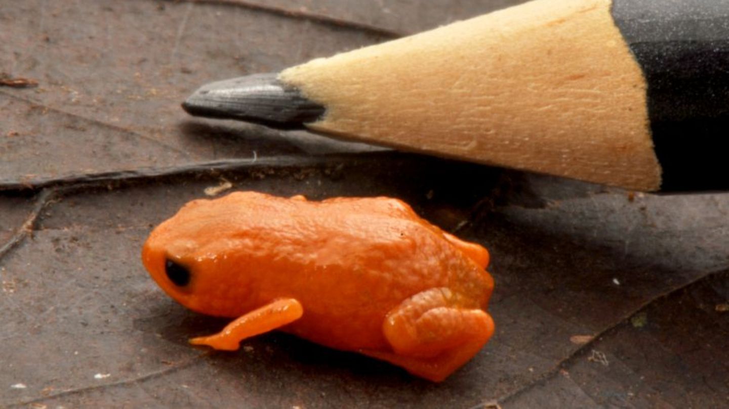 Santa Catarina, Brasilien. Nein, da liegt kein Riesen-Bleistift neben dem Frosch. Das Tier ist so klein. Das weniger als 14 Millimeter messende Fröschlein lebe in Laubstreu vorwiegend in Bergregionen, berichten Wissenschaftler im Fachjournal "PLOS One". Die Art wurde nach dem brasilianischen Präsidenten Luiz Inácio Lula da Silva "Brachycephalus lulai" benannt.  Brachycephalus-Frösche sind oft leuchtend bunt und gehören zu den kleinsten Landwirbeltieren überhaupt. Der Fundort der nun entdeckten Art im Gebirgszug Serra do Quiriri im südbrasilianischen Bundesstaat Santa Catarina liegt in einem schwer zugänglichen Gebiet nahe der Atlantikküste, dessen Waldreste nach Angaben der Autoren besonders artenreich sind – und durch Landnutzungsdruck und Klimaveränderungen zunehmend bedroht