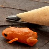 Santa Catarina, Brasilien. Nein, da liegt kein Riesen-Bleistift neben dem Frosch. Das Tier ist so klein. Das weniger als 14 Millimeter messende Fröschlein lebe in Laubstreu vorwiegend in Bergregionen, berichten Wissenschaftler im Fachjournal "PLOS One". Die Art wurde nach dem brasilianischen Präsidenten Luiz Inácio Lula da Silva "Brachycephalus lulai" benannt.  Brachycephalus-Frösche sind oft leuchtend bunt und gehören zu den kleinsten Landwirbeltieren überhaupt. Der Fundort der nun entdeckten Art im Gebirgszug Serra do Quiriri im südbrasilianischen Bundesstaat Santa Catarina liegt in einem schwer zugänglichen Gebiet nahe der Atlantikküste, dessen Waldreste nach Angaben der Autoren besonders artenreich sind – und durch Landnutzungsdruck und Klimaveränderungen zunehmend bedroht