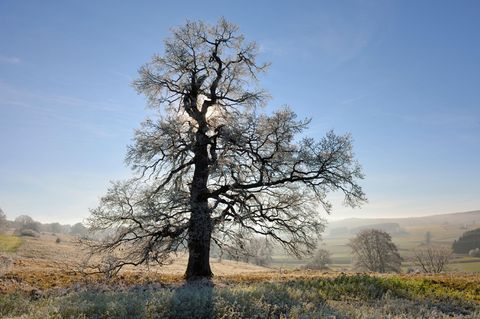 Ein Baum im Winter