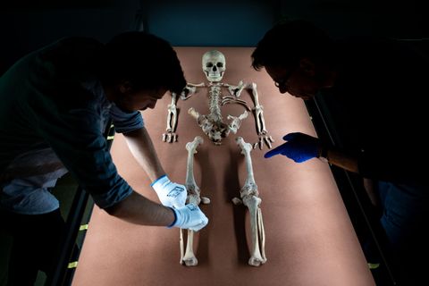 Mitarbeiter des Landesmuseums drapieren die sterblichen Überreste der vor rund 9.000 Jahren gestorbenen Schamanin von Bad Dürren