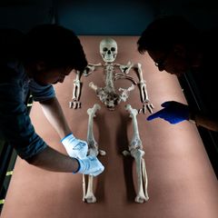 Mitarbeiter des Landesmuseums drapieren die sterblichen Überreste der vor rund 9.000 Jahren gestorbenen Schamanin von Bad Dürren