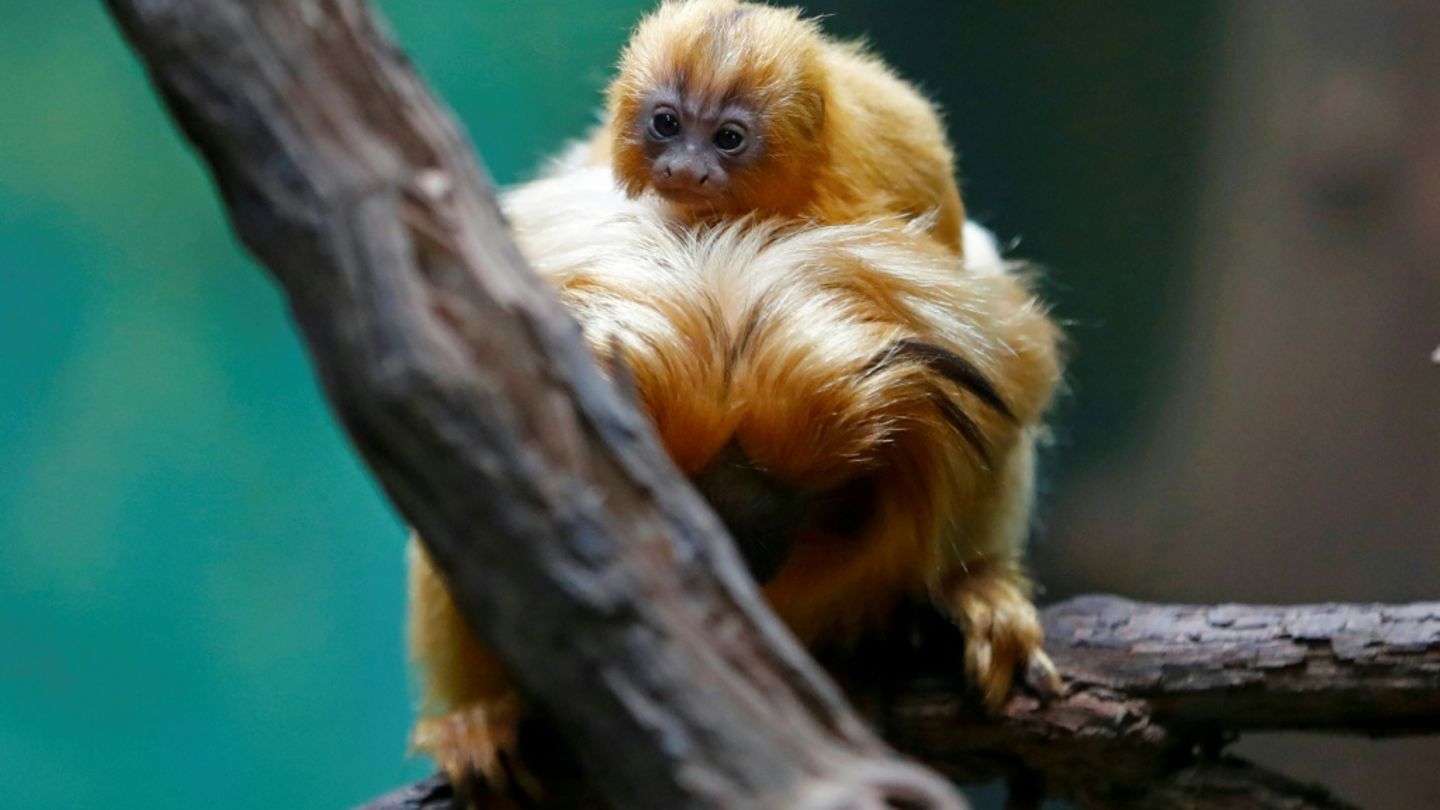Goldene Löwenäffchen im Zoo
