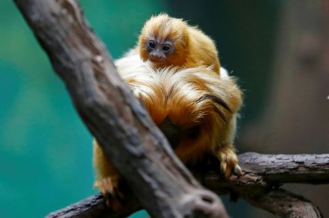 Goldene Löwenäffchen im Zoo