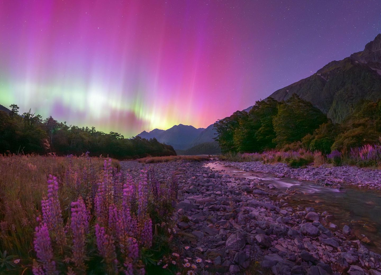 Violette Lupinen und violettes Nordlicht über einem Geröllbach, im Hintergrund eine Bergkette