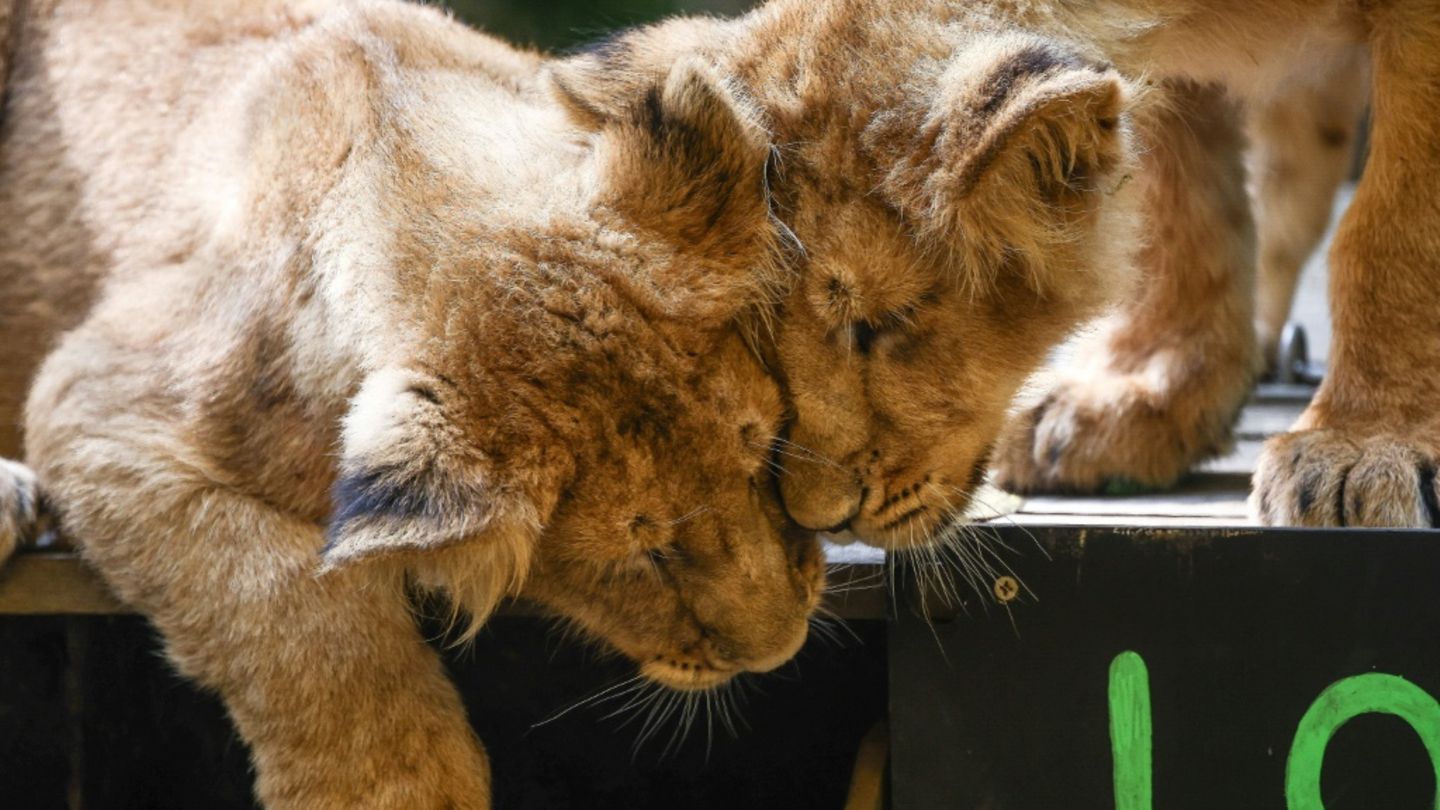Löwenjungen in Zoo in London