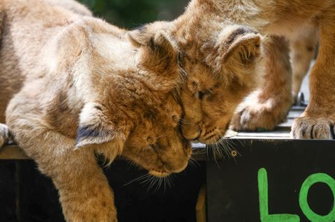 Löwenjungen in Zoo in London