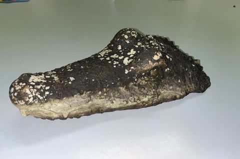 Eine täuschend echte Krokodil-Attrappe löste am Waldweiher bei Pfaffenhofen einen Polizeieinsatz aus. Foto: -/Polizeiinspektion