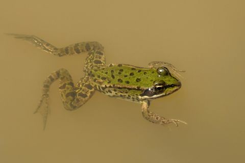 Frosch im Teich