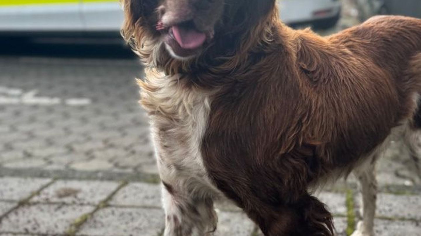 Animalischer Rückblick : Die verrücktesten Tiergeschichten 2025