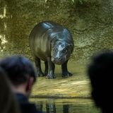 Zwergflusspferd Toni