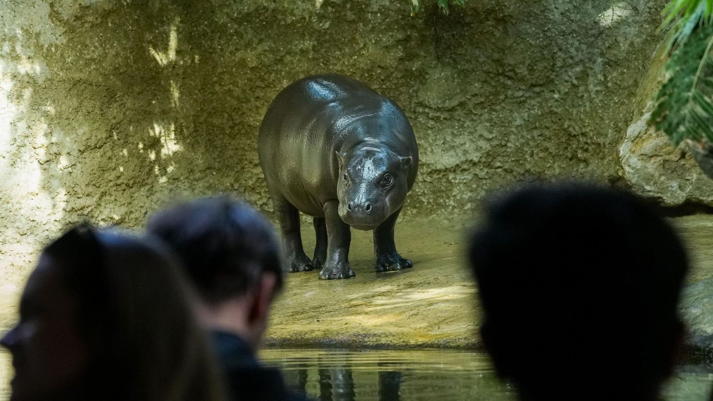 Zwergflusspferd Toni