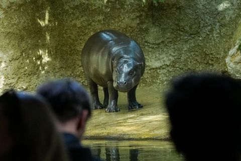 Zwergflusspferd Toni