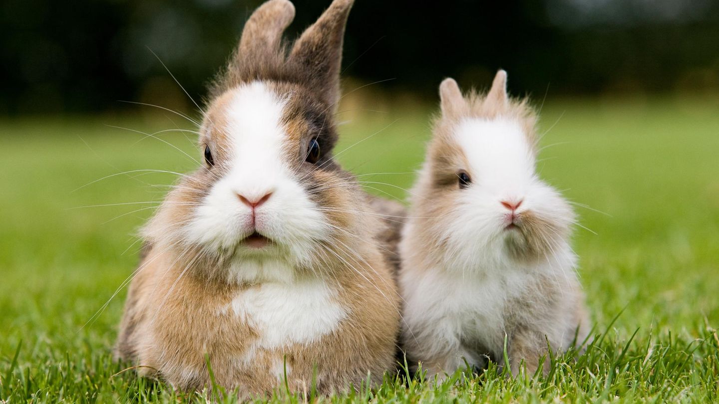 Kaninchen - Influencerin Alicia Vosgrau