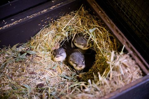 Die vier kleinen Otter bringen derzeit etwa 500 Gramm auf die Waage. Foto: -/Tierpark Berlin/Zoo Berlin/dpa