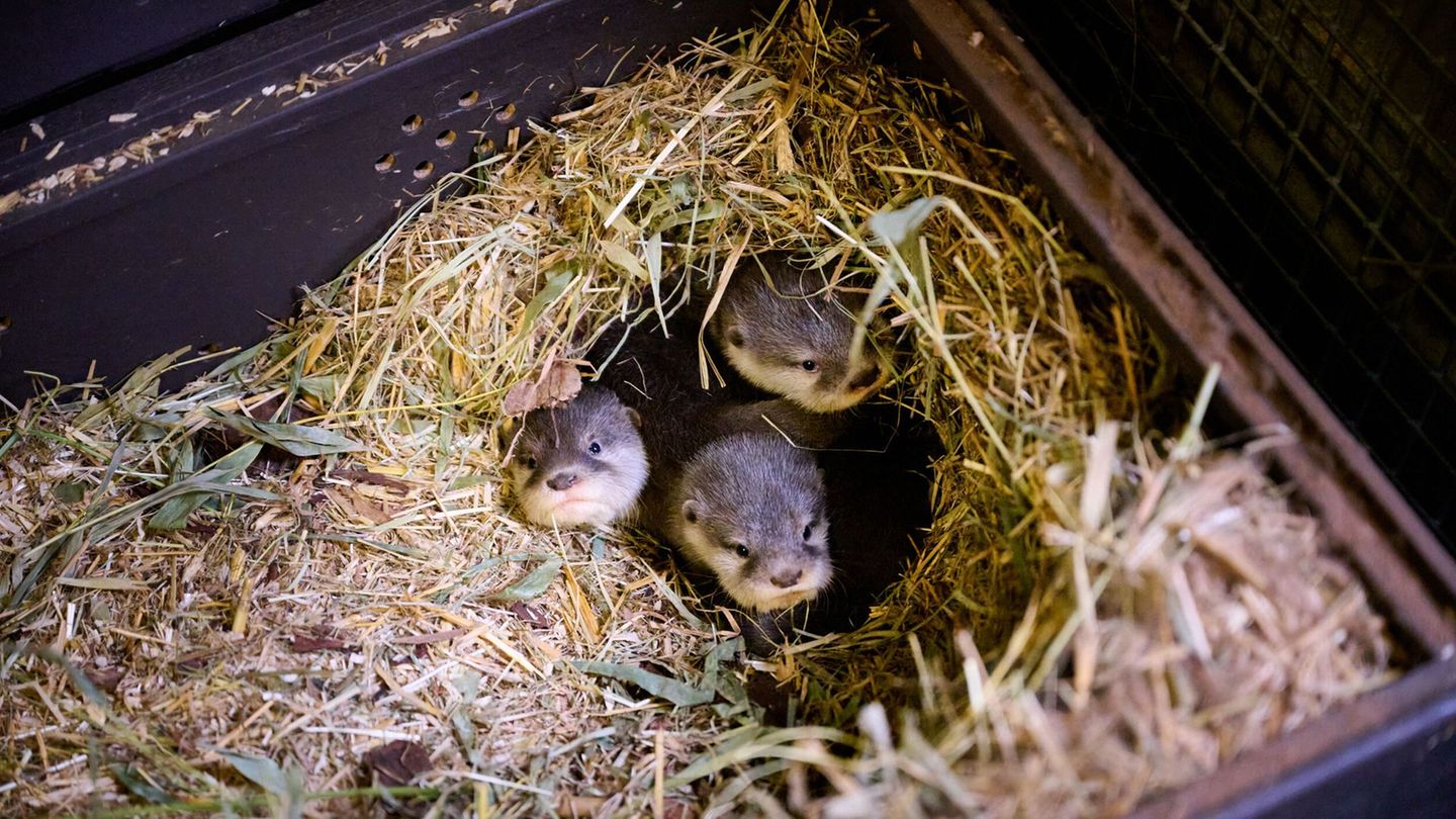 Die vier kleinen Otter bringen derzeit etwa 500 Gramm auf die Waage. Foto: -/Tierpark Berlin/Zoo Berlin/dpa