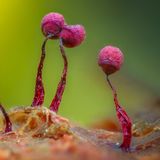 Makroaufnahme vom Purpur-Netzkügelchen