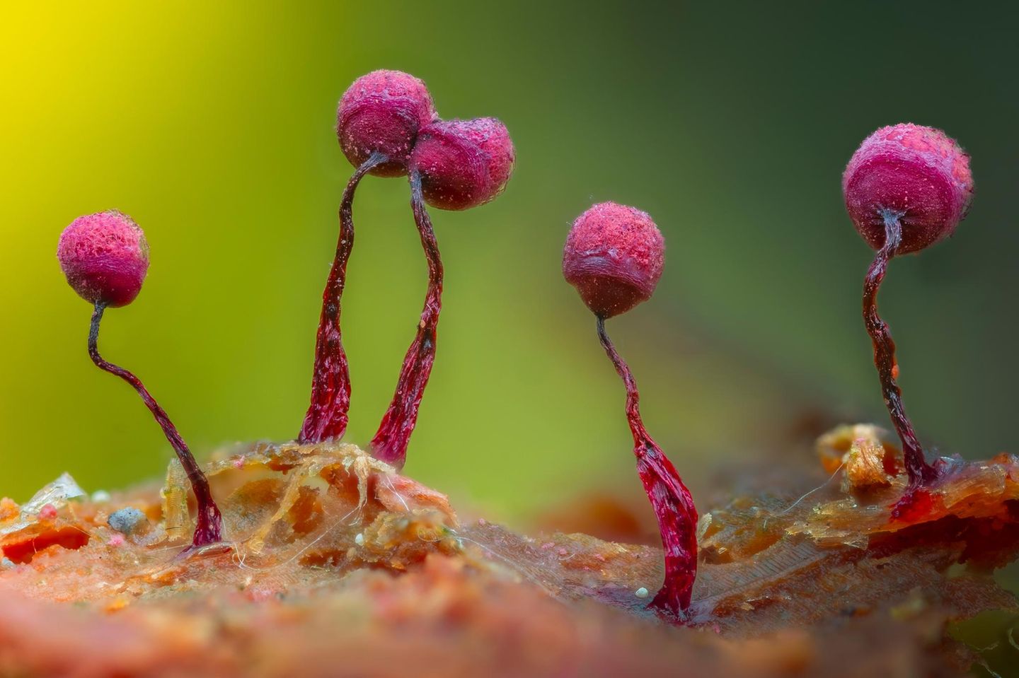 Makroaufnahme vom Purpur-Netzkügelchen