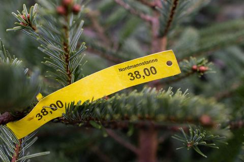 Rund 40 Bäume wurden dieses Mal gestohlen. (Symbolbild) Foto: Julian Stratenschulte/dpa