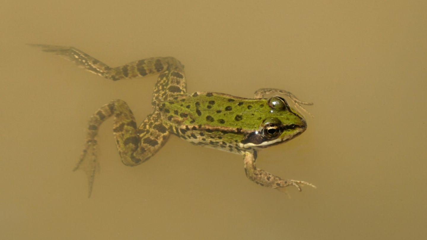 Frosch in einem Teich in Süddeutschland