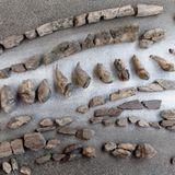 Fertig präparierte Zähne und Kieferteile liegen auf einem Tisch