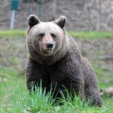 Ein brauner Bär schaut sich um