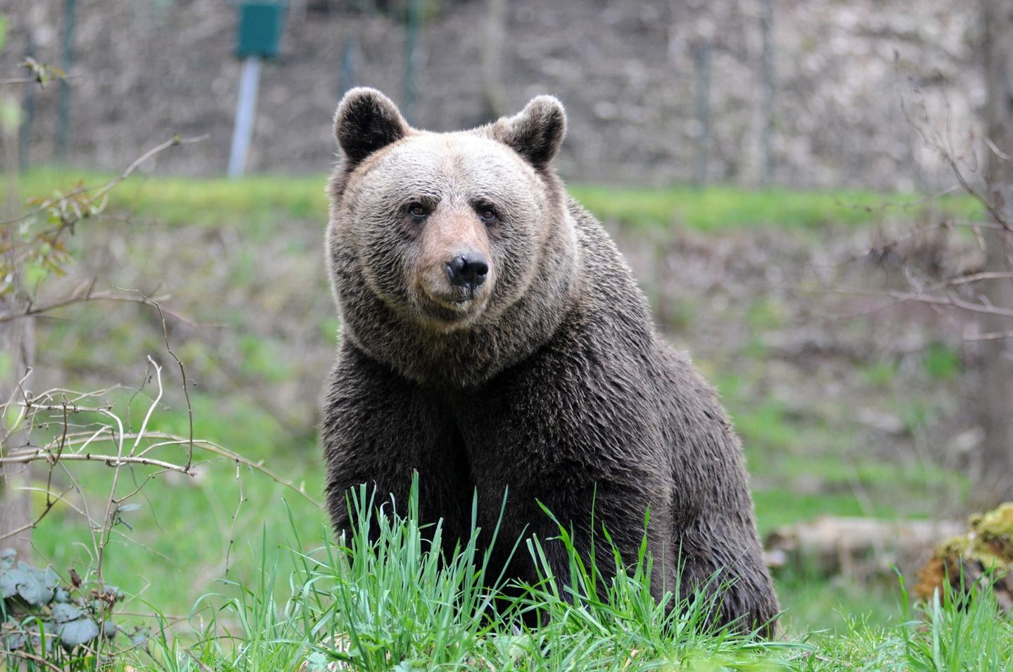Ein brauner Bär schaut sich um