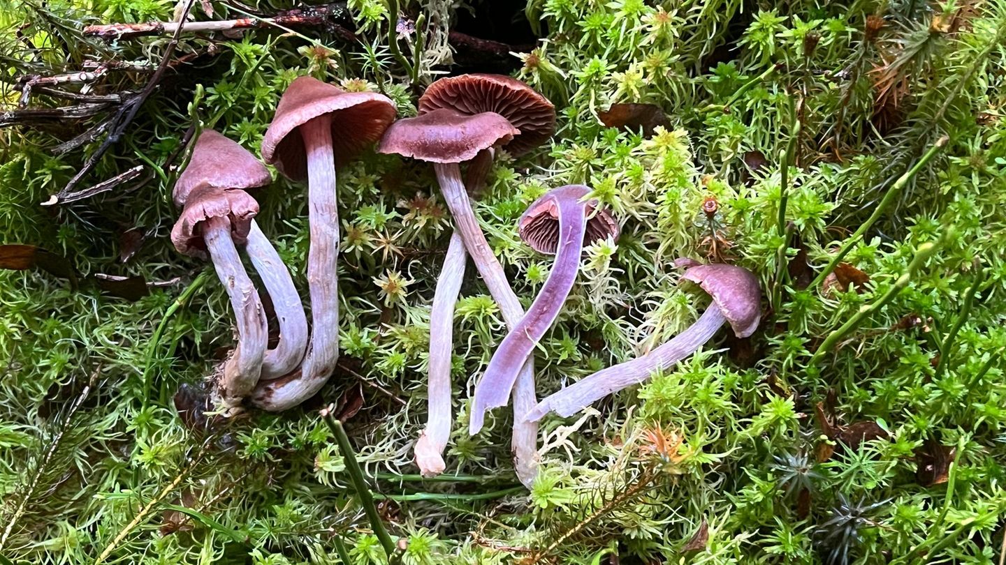 Neue-Pilzarten-Pilz-berraschung-Zehn-neue-Arten-im-Biosph-renreservat