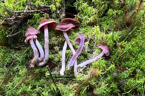 Bei einer Pilzkartierung wurden zehn für Thüringen neue Arten sowie weitere sehr seltene Arten im Freistaat entdeckt. (Handout)