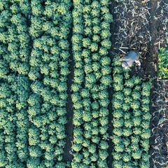 Viele Agrarbetriebe erhalten Ausgleichszahlungen für schwierige Standortbedingungen (Archivbild) Foto: Sebastian Kahnert/dpa