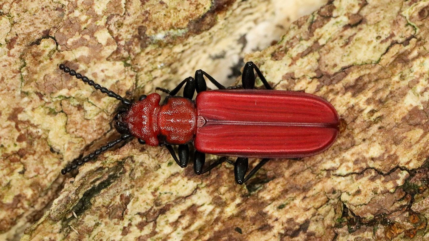 Der Scharlachrote Plattkäfer wurde im Nationalpark Sächsische Schweiz nachgewiesen. Foto: Ronny Gutzeit/Nationalpark Sächsische