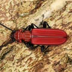 Der Scharlachrote Plattkäfer wurde im Nationalpark Sächsische Schweiz nachgewiesen. Foto: Ronny Gutzeit/Nationalpark Sächsische